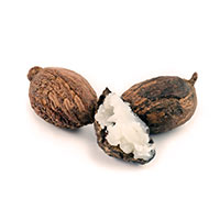 Shea Butter